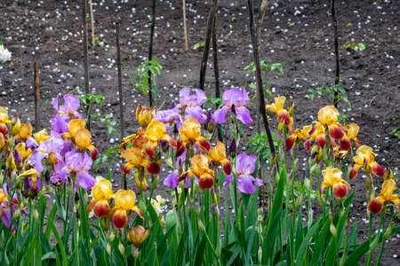 Blooming irises on a garden bed on a sunny summer day.