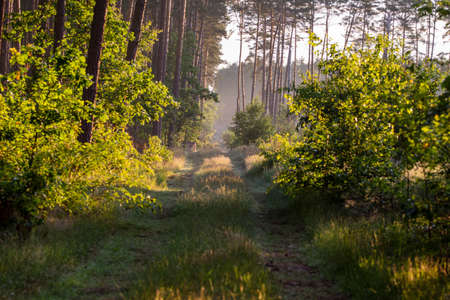 Dawn in the forest among the mists on a sunny morning, the sun's rays in the fog.
