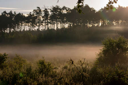 Dawn in the forest among the mists on a sunny morning, the sun's rays in the fog.の写真素材
