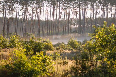 Dawn in the forest among the mists on a sunny morning, the sun's rays in the fog.の写真素材