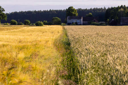 Cereal in the field before harvest on a sunny summer day. Summer.
