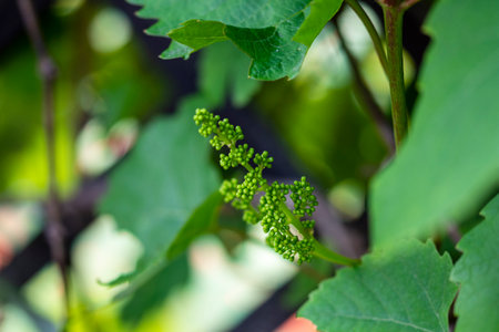 Flowers and leaves of a young vine in the soft light of a spring day. Spring.の写真素材