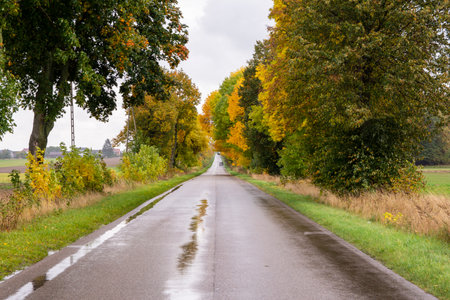 Road among trees on a wet autumn day in the sunshine after rainfall.の写真素材