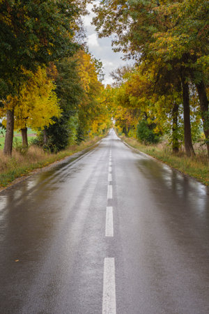 Road among trees on a wet autumn day in the sunshine after rainfall.の写真素材