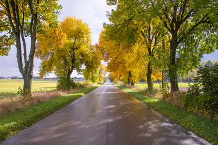Road among trees on a wet autumn day in the sunshine after rainfall.の写真素材