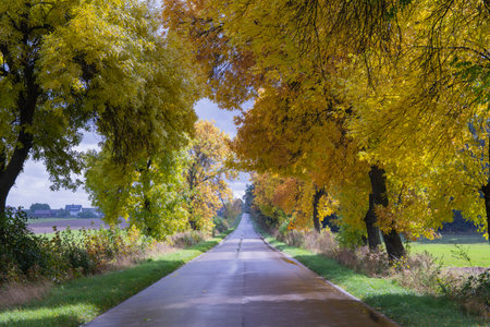 Road among trees on a wet autumn day in the sunshine after rainfall.の写真素材