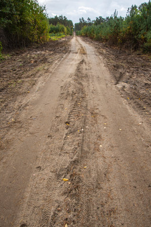 A forest sandy road among pines and other trees on a cloudy autumn day.の写真素材