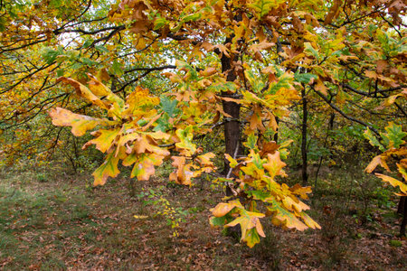 Autumn leaves on trees and ground in the forest on a sunny clear day.の写真素材