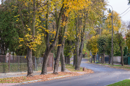 Quiet and peaceful street in the suburbs on an autumn sunny day.の写真素材