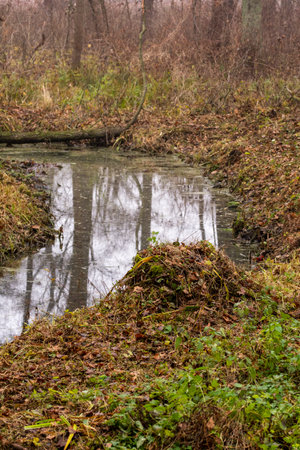 A stream among grasses and trees on a gloomy autumn day.