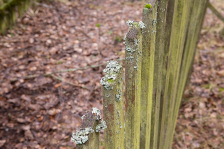 An old, mossy fence on an autumn day among old buildings.の写真素材