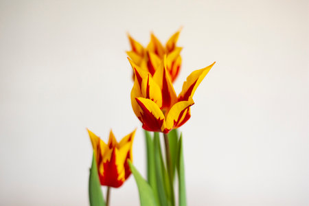 Yellow-red unfolded tulips on a white background in sunlight.の写真素材