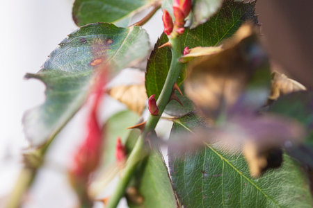 Roses and their very young buds in early spring on a warm, sunny day in photographic enlargement and...