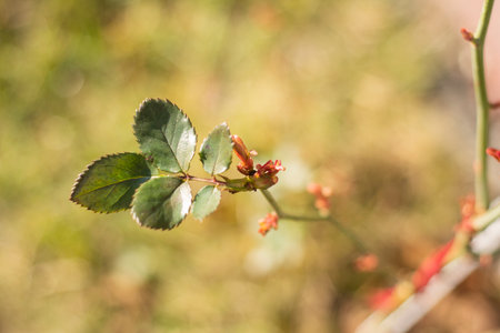 Roses and their very young buds in early spring on a warm, sunny day in photographic enlargement and...