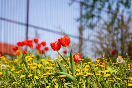 Red blooming tulips on a green meadow in the sunlight. Spring. day.の写真素材