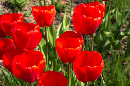 Red blooming tulips on a green meadow in the sunlight. Spring. day.の写真素材