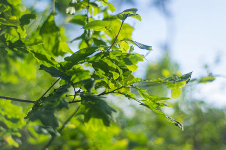 Young green oak leaves in the soft sunshine in the middle of the forest on a sunny day.の写真素材