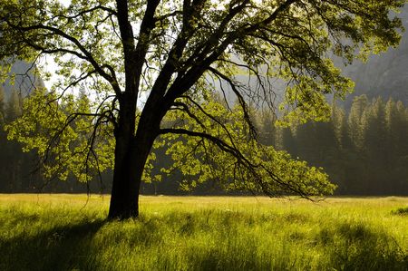 tree silhuette in summer Yosemiteの写真素材