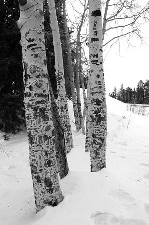 Aspens in the winter (black and white)の写真素材