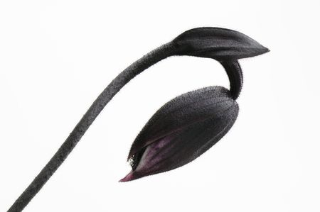 Orchid on isolated whiteの写真素材