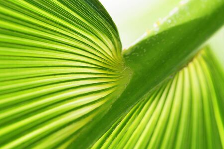 close-up of palm tree leaf