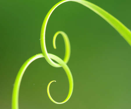 Tips of curved stem with green blur background