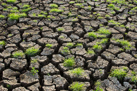 Grass on cracked earthの写真素材