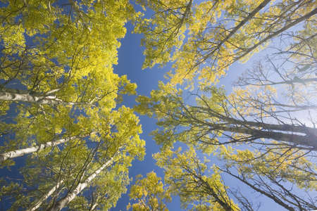 yellow aspen trees in fall from frog perspectiveの写真素材