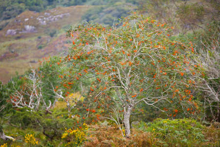 wild nature with colorful trees and bushesの写真素材