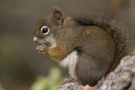 wild squirrel eating a cone in the forest , sitting on tree trunkの写真素材