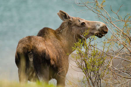 moose in wildernessの写真素材