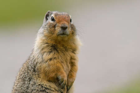 portrait of ground squirrelの写真素材