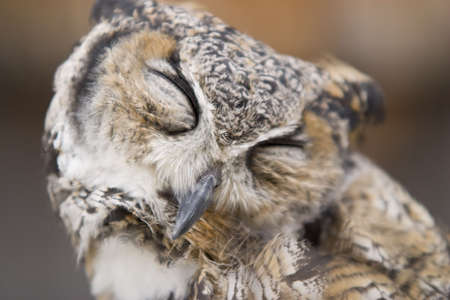 portrait of great horned owlの写真素材