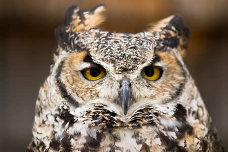 portrait of great horned owlの写真素材