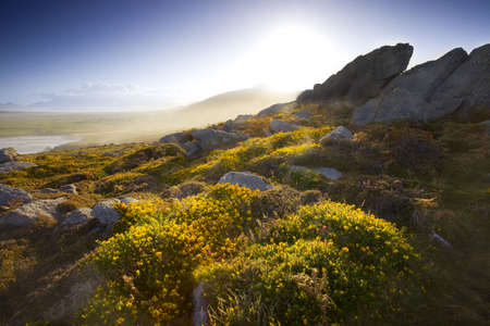 scenic view of irish landscape with yellow flowers and blue sky, morning lightの写真素材
