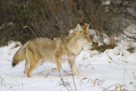 wild coyote running through snowの写真素材