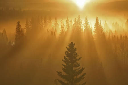 orange rays of light falling through forestの写真素材