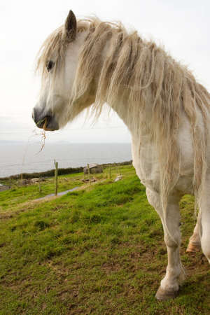 white pony horse on meadowの写真素材
