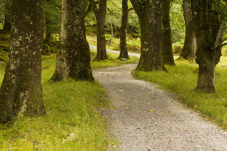 country road curving through forestの写真素材
