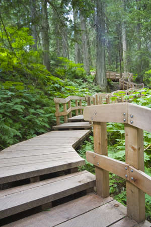 catwalk leading through temperate rainforestの写真素材