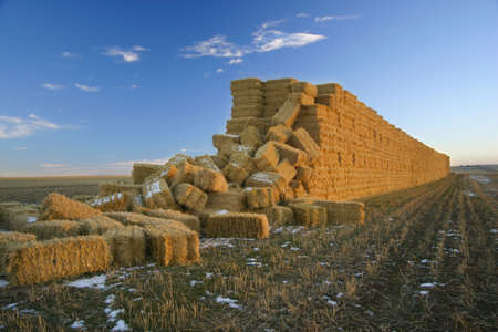 many straw bales in prairieの写真素材