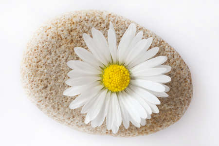 daisy flower on brown rock and white backgroundの写真素材