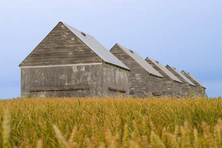 agriculture barns in  field of wheatの写真素材