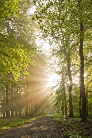 morning sunlight shining into forest,with pathの写真素材