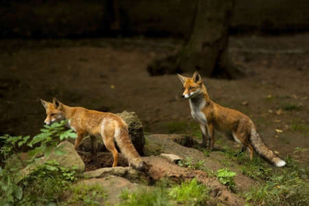 two red foxes watching out in forest,naturalの写真素材