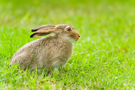 hare,bunny on green grassの写真素材