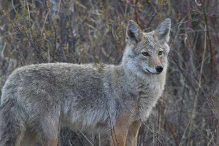 coyote wild, bushesの写真素材