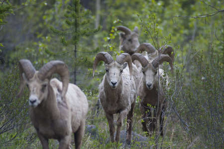 herd of rocky mountain bighorn sheep walking through bushesの写真素材