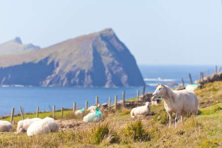 Sheep at irish coastの写真素材