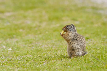 ground squirrel on grass holding fruit eatingの写真素材